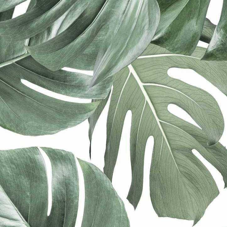 KEK Amsterdam Monstera Botanical behang | Flinders